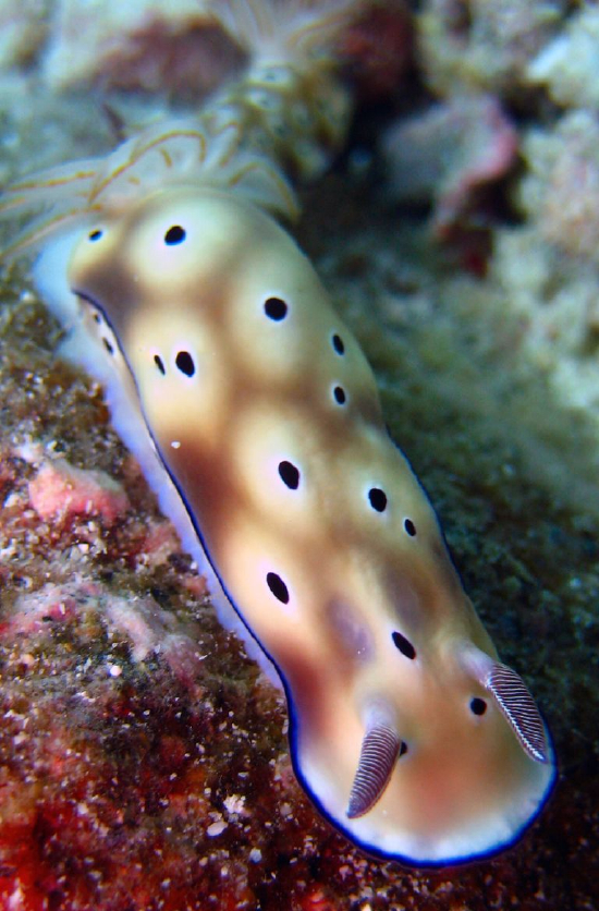  Hypselodoris tryoni (Sea Slug)